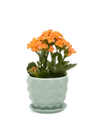 Chive Convex mint glazed ceramic medium planter with saucer holding an orange kalanchoe.