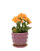 Chive Convex purple glazed ceramic medium planter with saucer holding an orange kalanchoe.