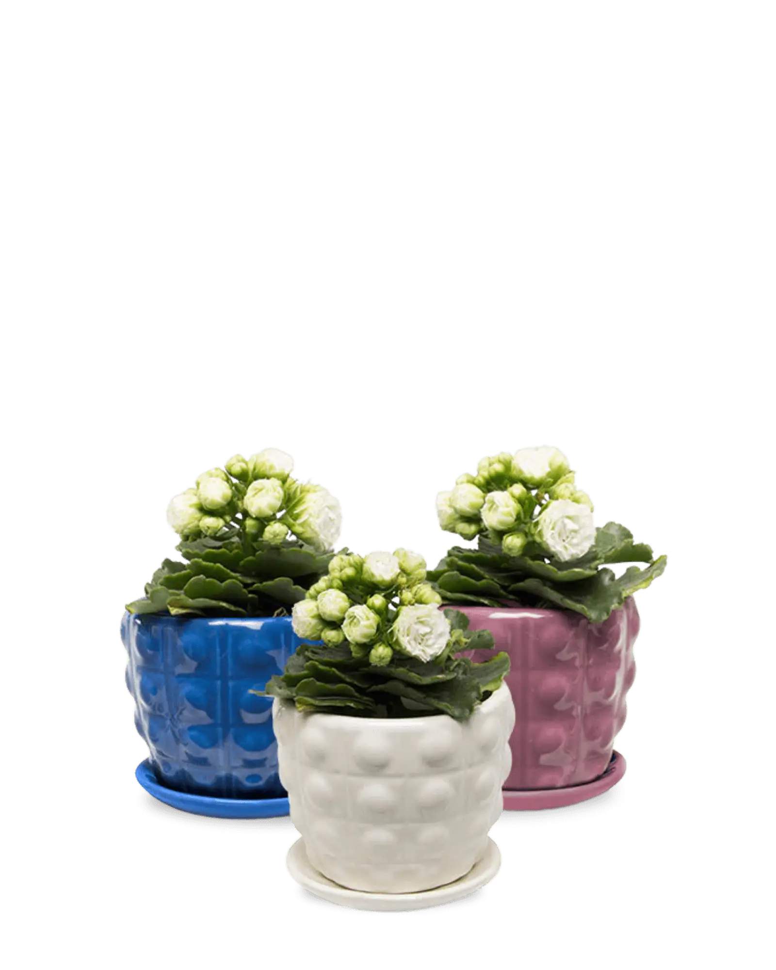 Chive Convex glazed ceramic medium planters with saucers in white, purple, and cobalt.