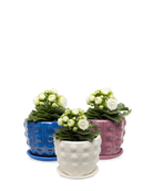 Chive Convex glazed ceramic medium planters in white, purple, and cobalt holding kalanchoe.