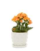Chive Convex white glazed ceramic medium planter with saucer holding an orange kalanchoe.