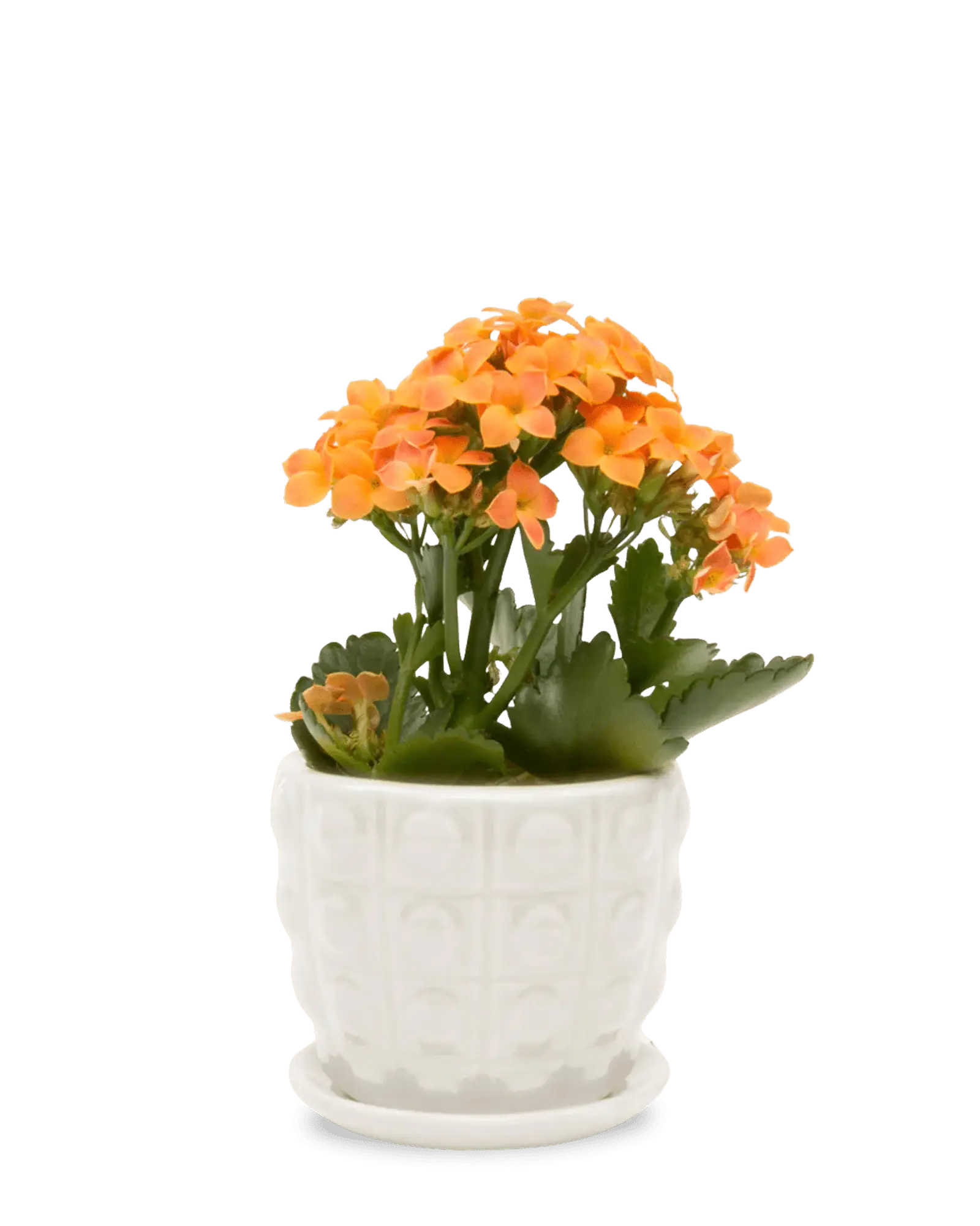 Chive Convex white glazed ceramic medium planter with saucer holding an orange kalanchoe.