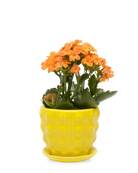 Chive Convex yellow glazed ceramic medium planter with saucer holding an orange kalanchoe.