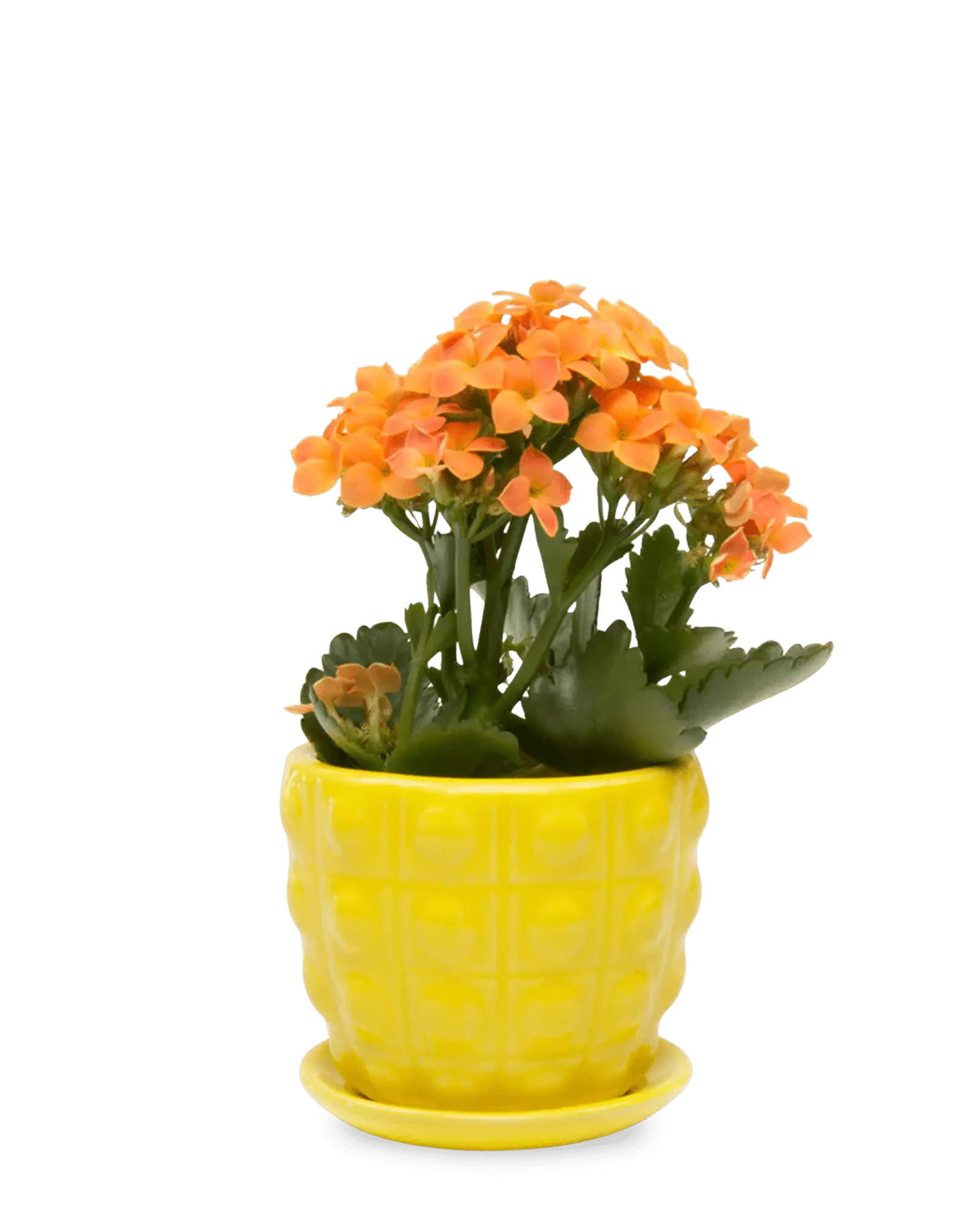 Chive Convex yellow glazed ceramic medium planter with saucer holding an orange kalanchoe.
