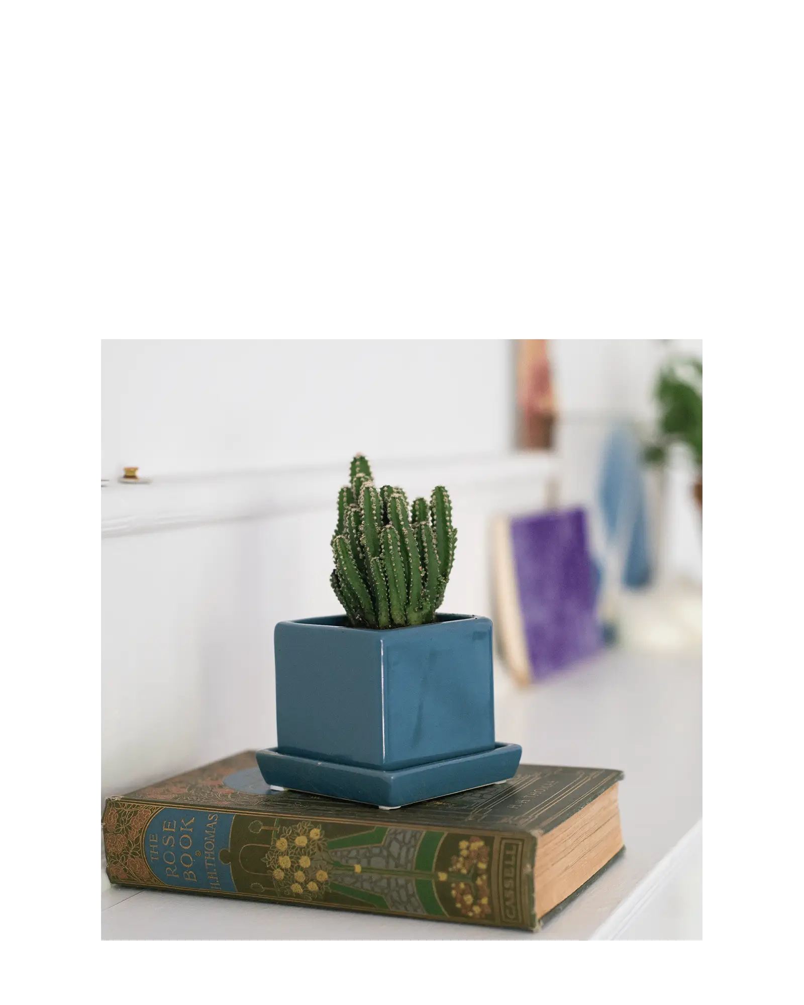 Chive Cube Saucer ceramic planter in biscay blue styled with a cactus on a vintage book.