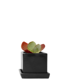 Chive Cube Saucer ceramic planter in glossy black with a matching saucer, styled with a red-tipped succulent.