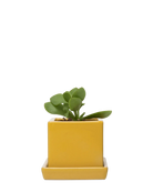 Chive Cube Saucer ceramic planter in glossy goldenrod yellow with a matching saucer, styled with a jade plant.