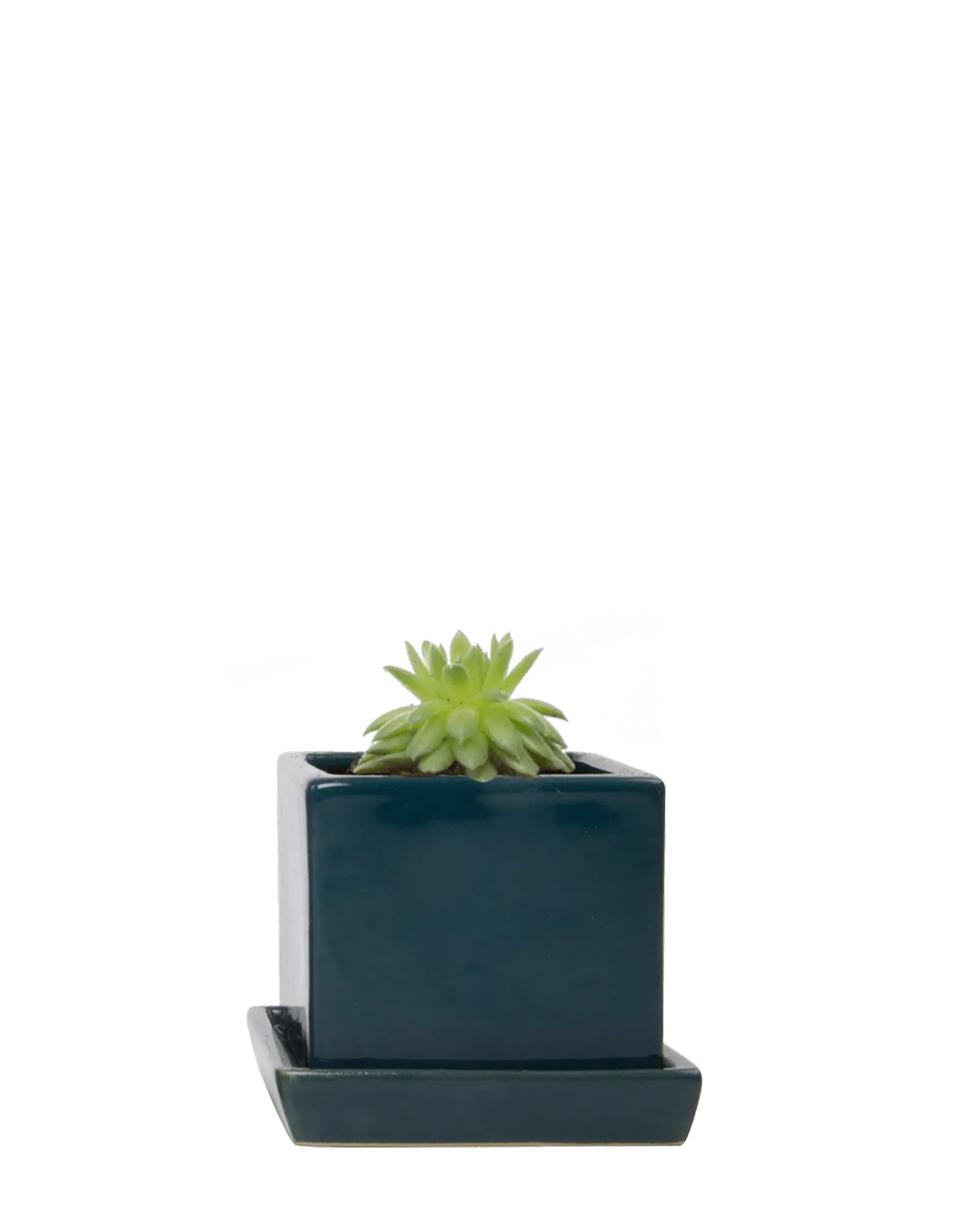 Chive Cube Saucer ceramic planter in glossy green blue teal with a matching saucer and succulent.