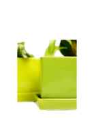 Close-up of Chive Cube Saucer ceramic planters in green sheen showing the glossy glaze and square form.