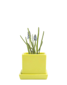 Chive Cube Saucer ceramic planter in glossy green sheen with a matching saucer and grape hyacinth.