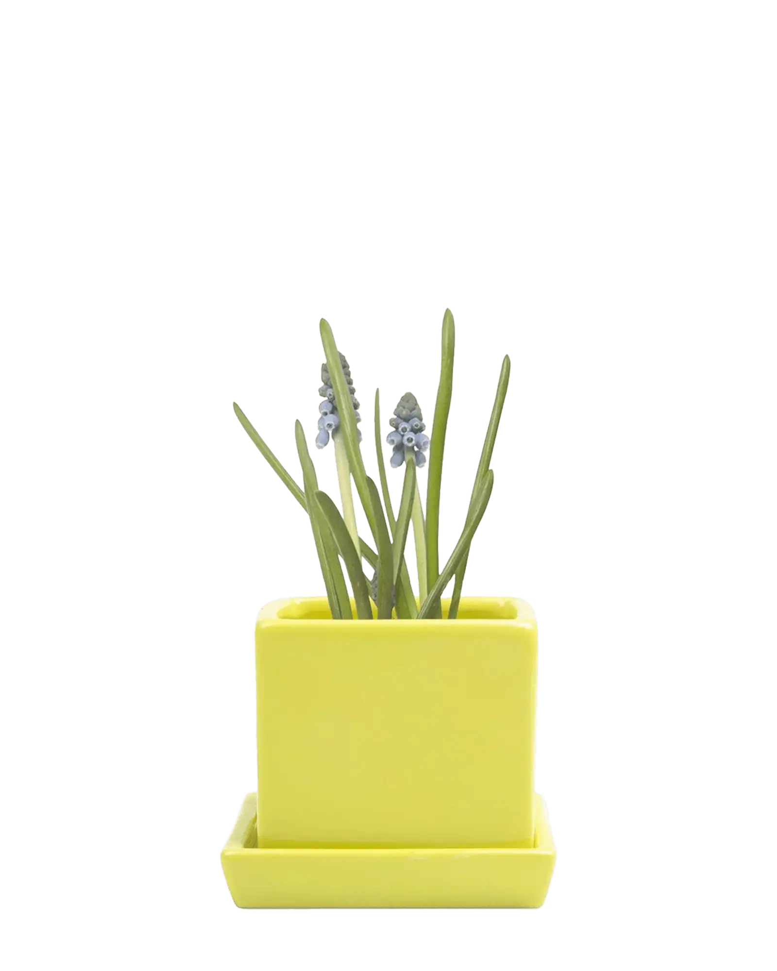 Chive Cube Saucer ceramic planter in glossy green sheen with a matching saucer and grape hyacinth.