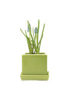 Chive Cube Saucer ceramic planter in glossy greenery with a matching saucer and grape hyacinth.