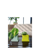Chive Cube Saucer planters in greenery and spearmint on a wood table by a window with houseplants.