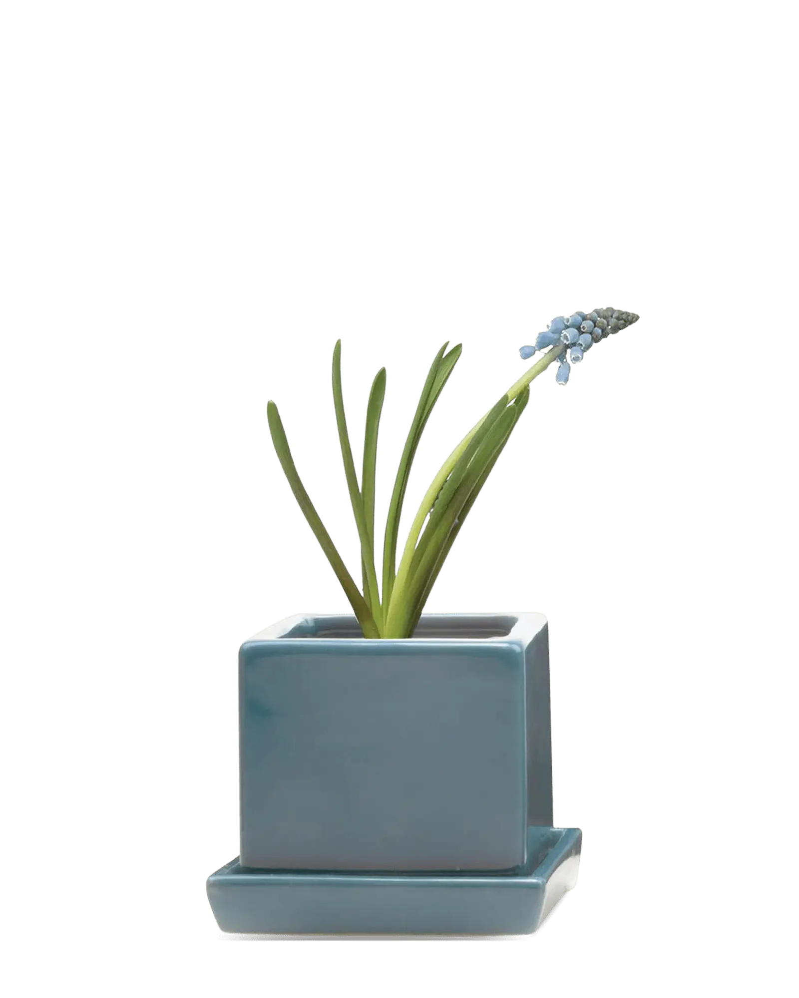 Chive Cube Saucer ceramic planter in glossy hydro blue with a matching saucer and grape hyacinth.