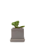 Chive Cube Saucer ceramic planter in glossy medium grey with a matching saucer, styled with a jade plant.