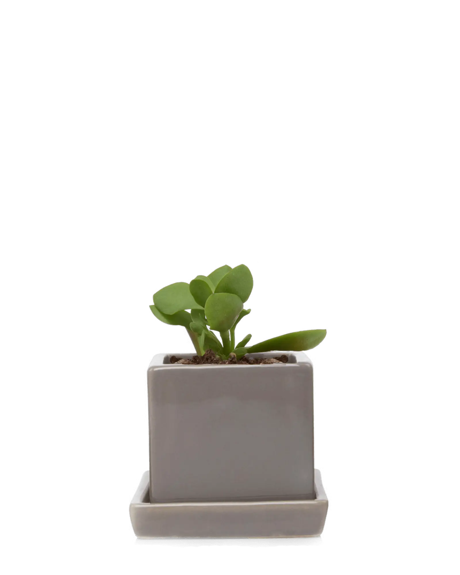Chive Cube Saucer ceramic planter in glossy medium grey with a matching saucer, styled with a jade plant.