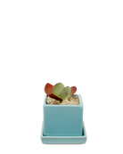 Chive Cube Saucer ceramic planter in glossy mint blue with a matching saucer, styled with a succulent and moss.