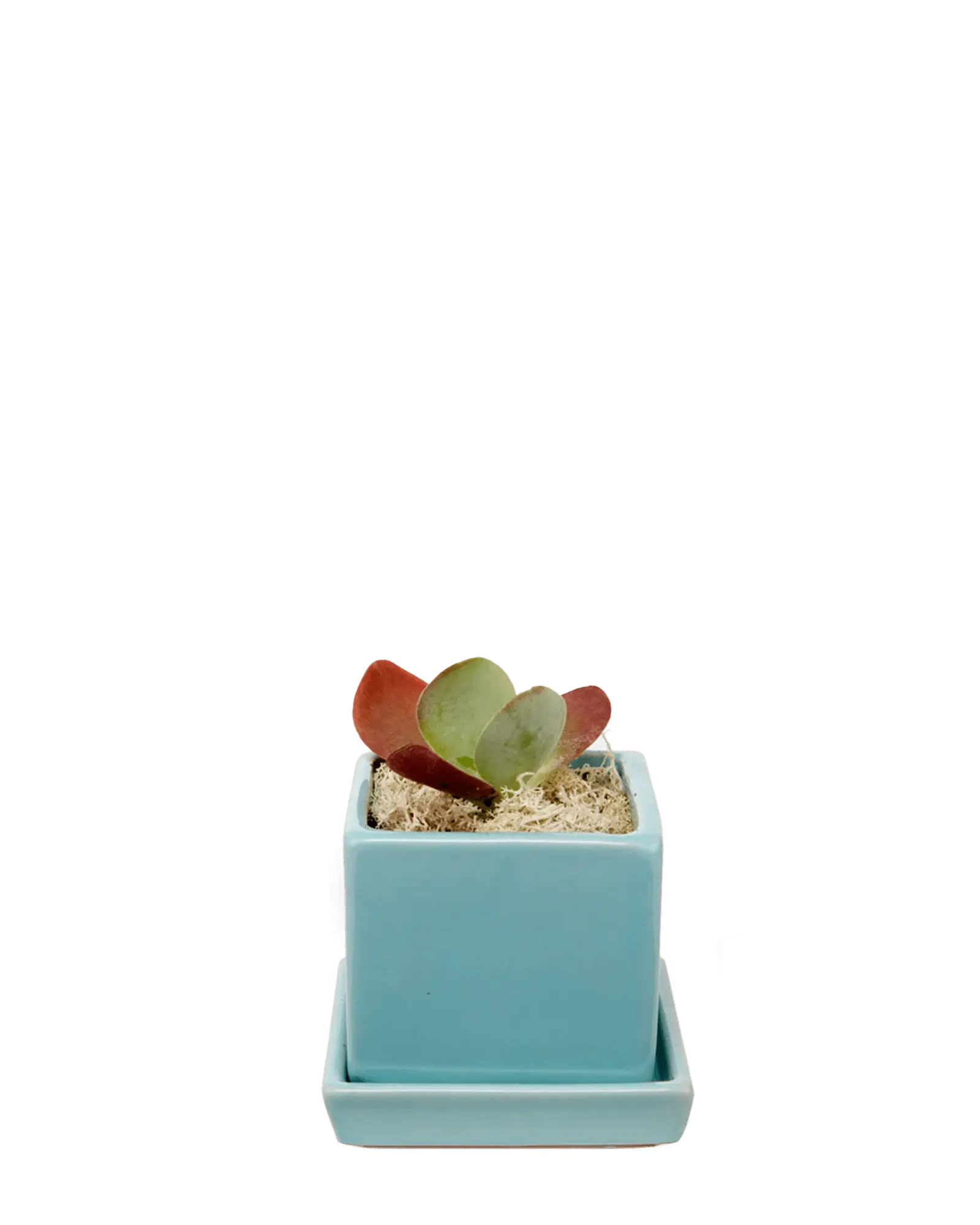 Chive Cube Saucer ceramic planter in glossy mint blue with a matching saucer, styled with a succulent and moss.