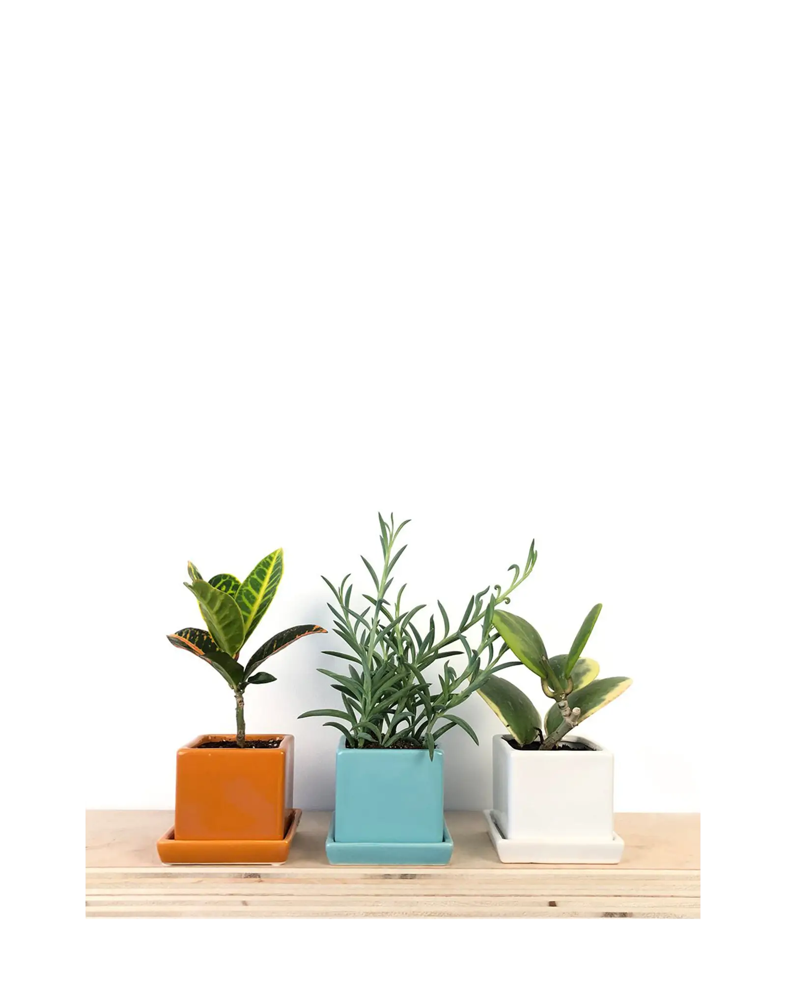 Chive Cube Saucer ceramic planters in orange, teal, and white displayed on a wood shelf with plants.