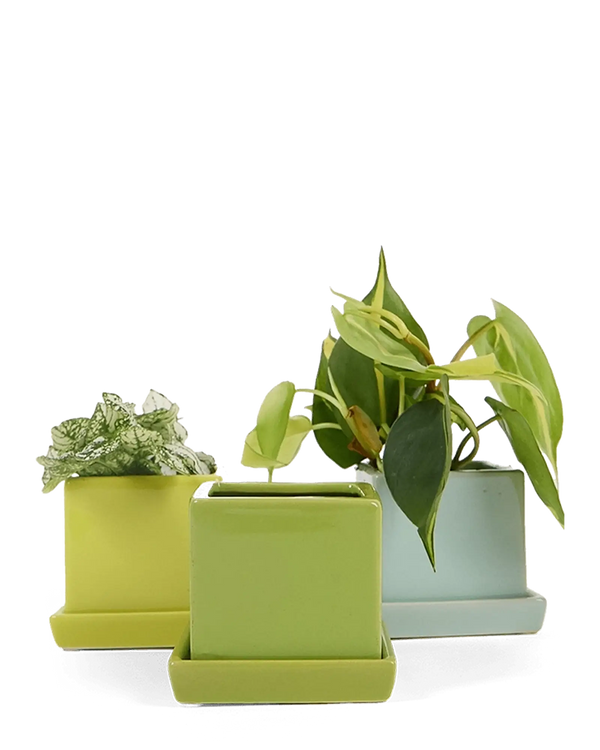 Cube & Saucer Ceramic Pot With Drainage Hole