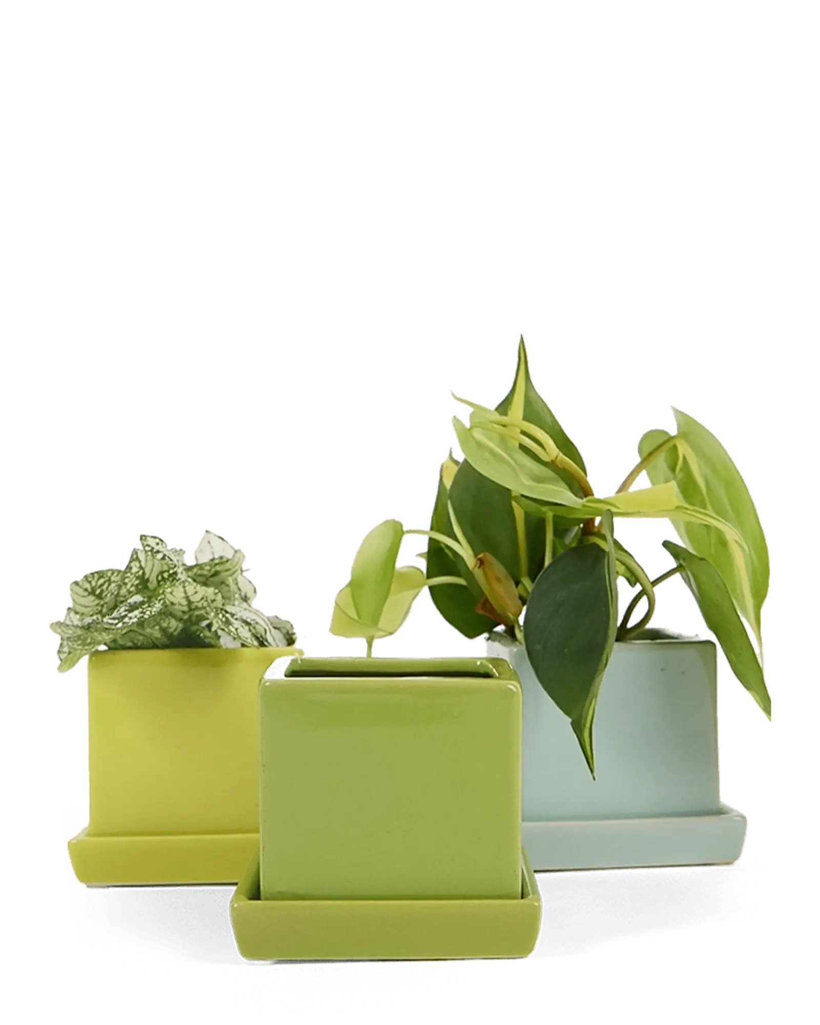 Chive Cube Saucer ceramic planters in three shades of green grouped together with houseplants.