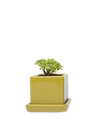 Chive Cube Saucer ceramic planter in glossy pea green with a matching saucer, styled with a jade plant.