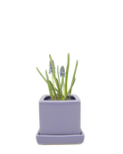 Chive Cube Saucer ceramic planter in glossy periwinkle blue with a matching saucer and grape hyacinth.