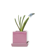 Chive Cube Saucer ceramic planter in glossy pink with a matching saucer and grape hyacinth.