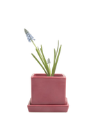 Chive Cube Saucer ceramic planter in glossy raspberry pink with a matching saucer and grape hyacinth.