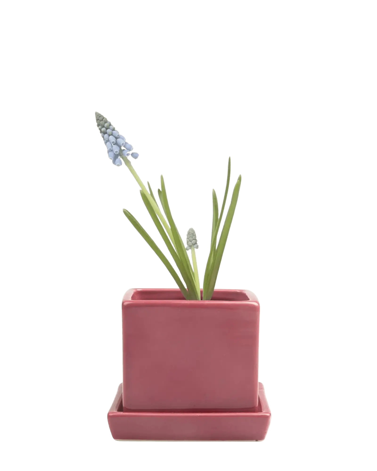 Chive Cube Saucer ceramic planter in glossy raspberry pink with a matching saucer and grape hyacinth.