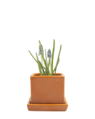 Chive Cube Saucer ceramic planter in glossy rusty brick orange with a matching saucer and grape hyacinth.