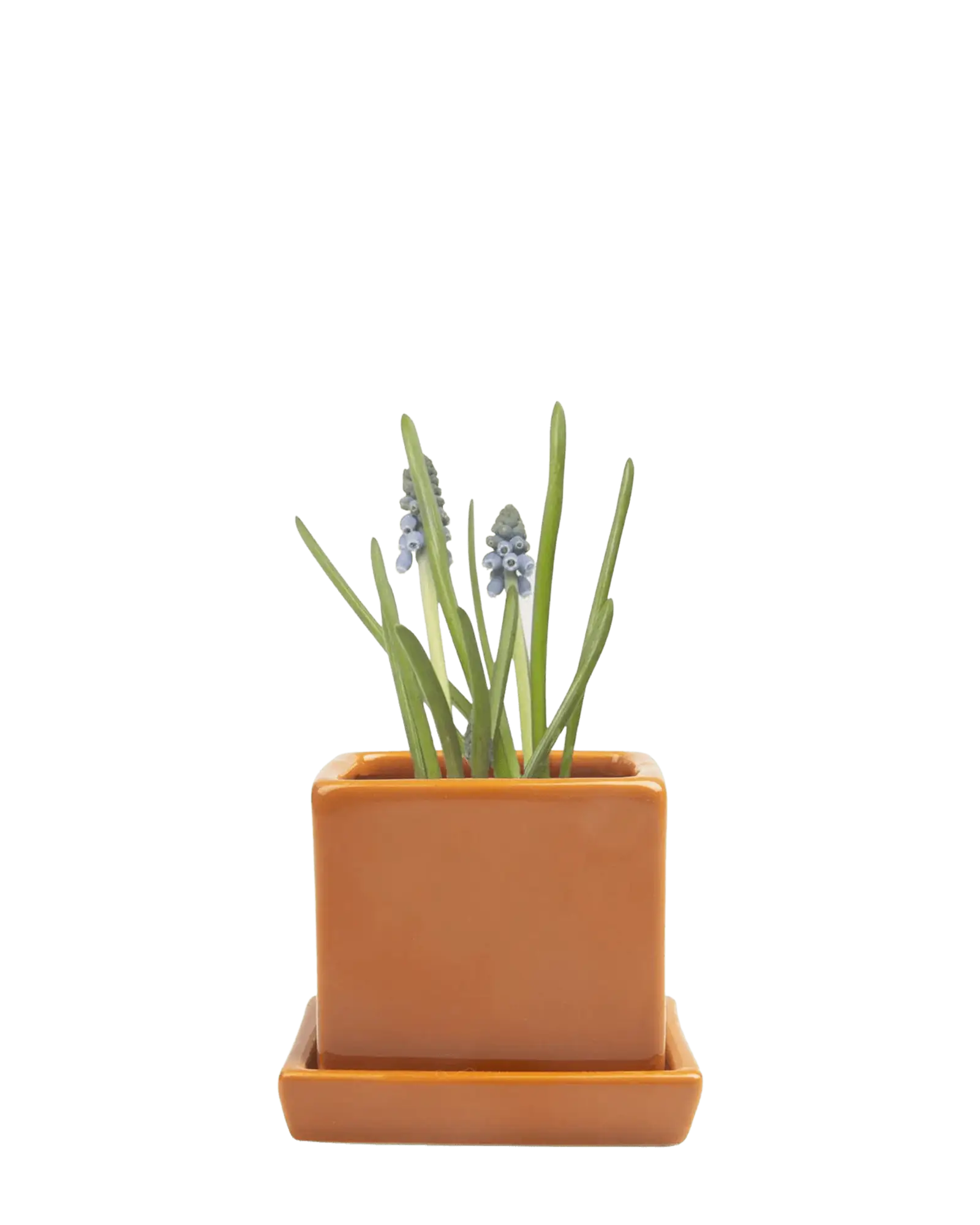 Chive Cube Saucer ceramic planter in glossy rusty brick orange with a matching saucer and grape hyacinth.