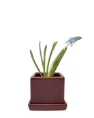 Chive Cube Saucer ceramic planter in glossy scarlet with a matching saucer and grape hyacinth.