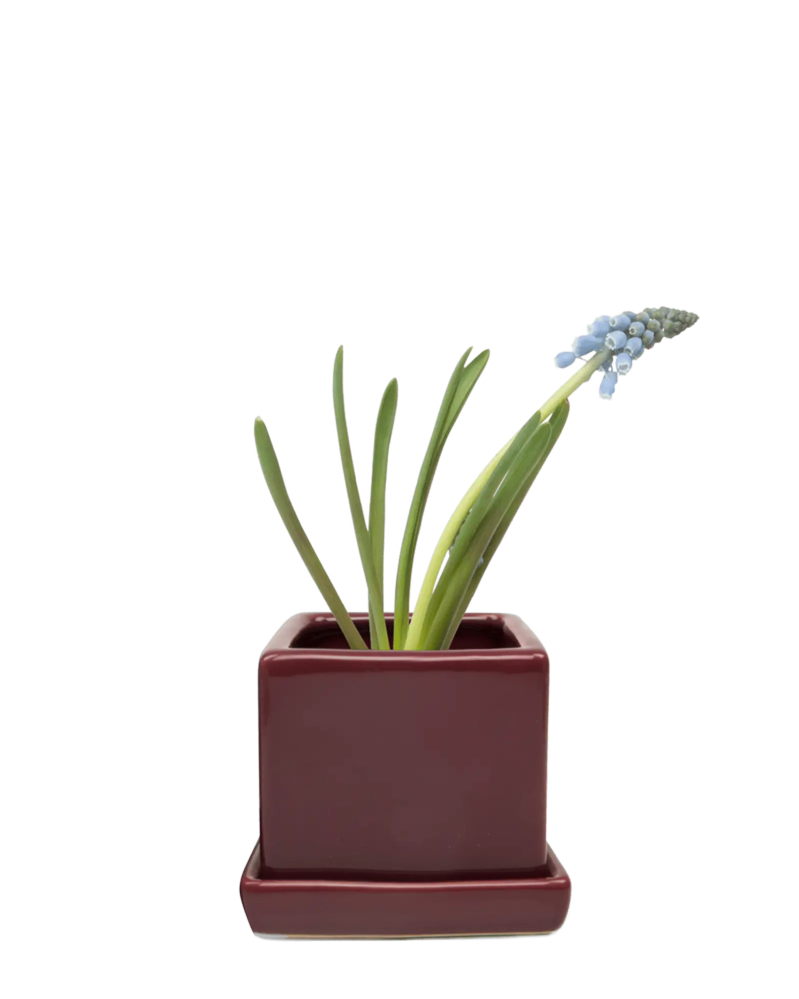 Chive Cube Saucer ceramic planter in glossy scarlet with a matching saucer and grape hyacinth.