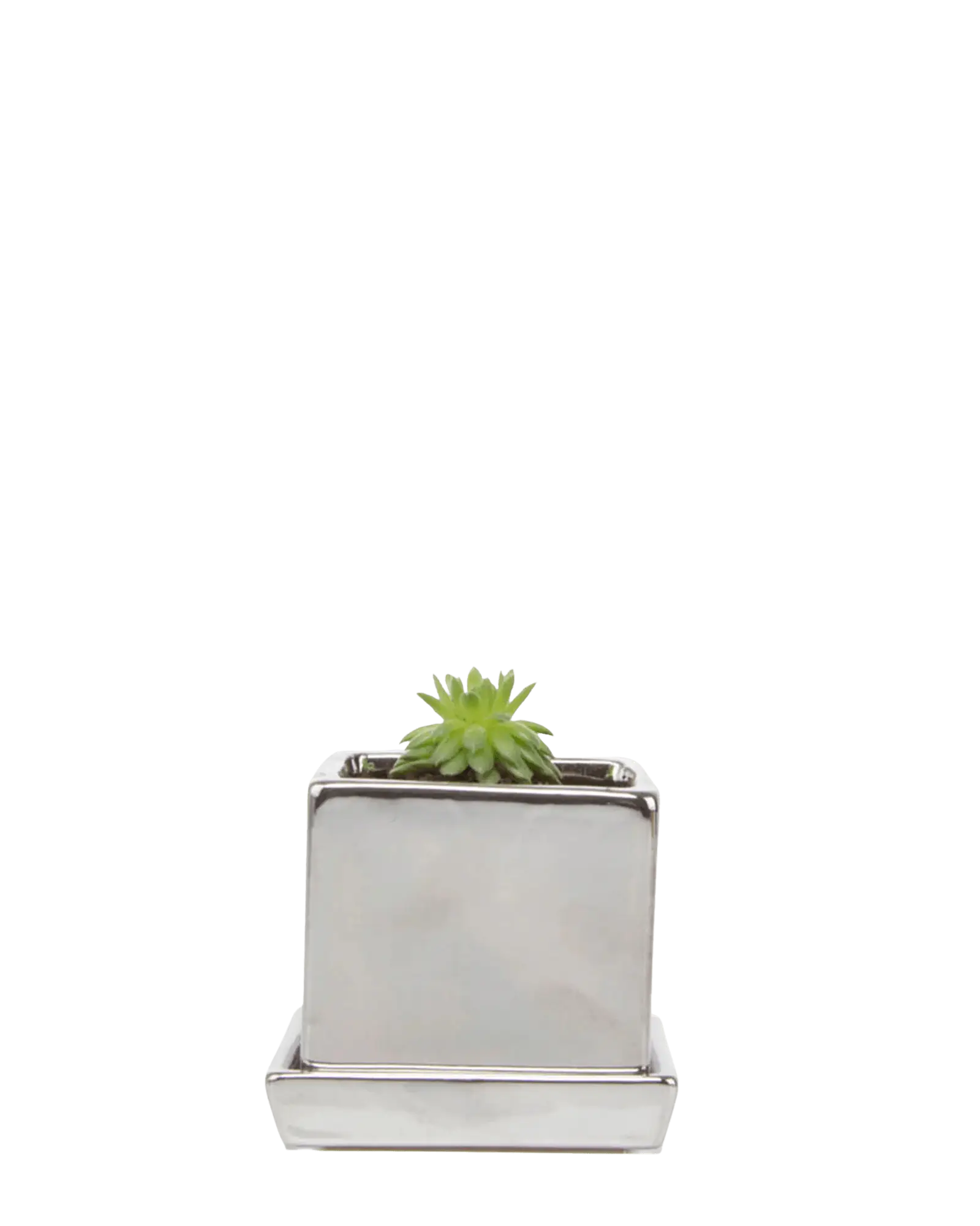 Chive Cube Saucer ceramic planter in glossy silver with a metallic finish, matching saucer, and succulent.