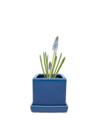 Chive Cube Saucer ceramic planter in glossy snorkel blue with a matching saucer and grape hyacinth.