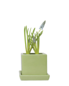 Chive Cube Saucer ceramic planter in glossy soft green with a matching saucer and grape hyacinth.