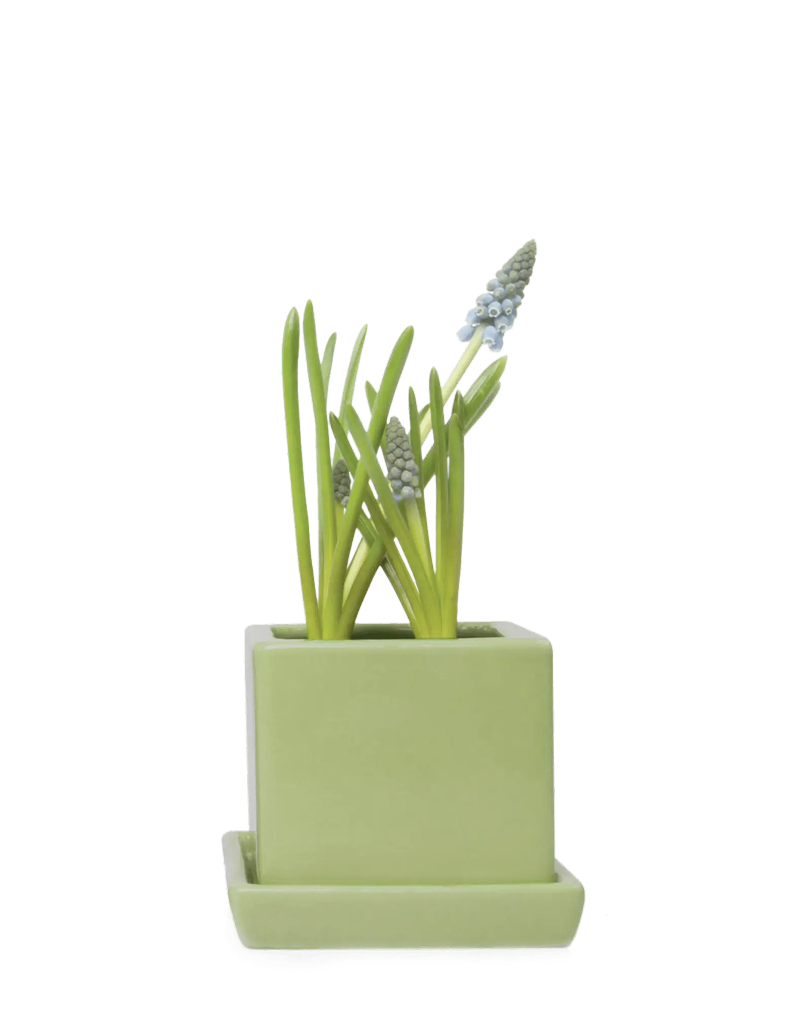 Chive Cube Saucer ceramic planter in glossy soft green with a matching saucer and grape hyacinth.