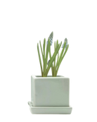 Chive Cube Saucer ceramic planter in glossy spearmint green with a matching saucer and grape hyacinth.