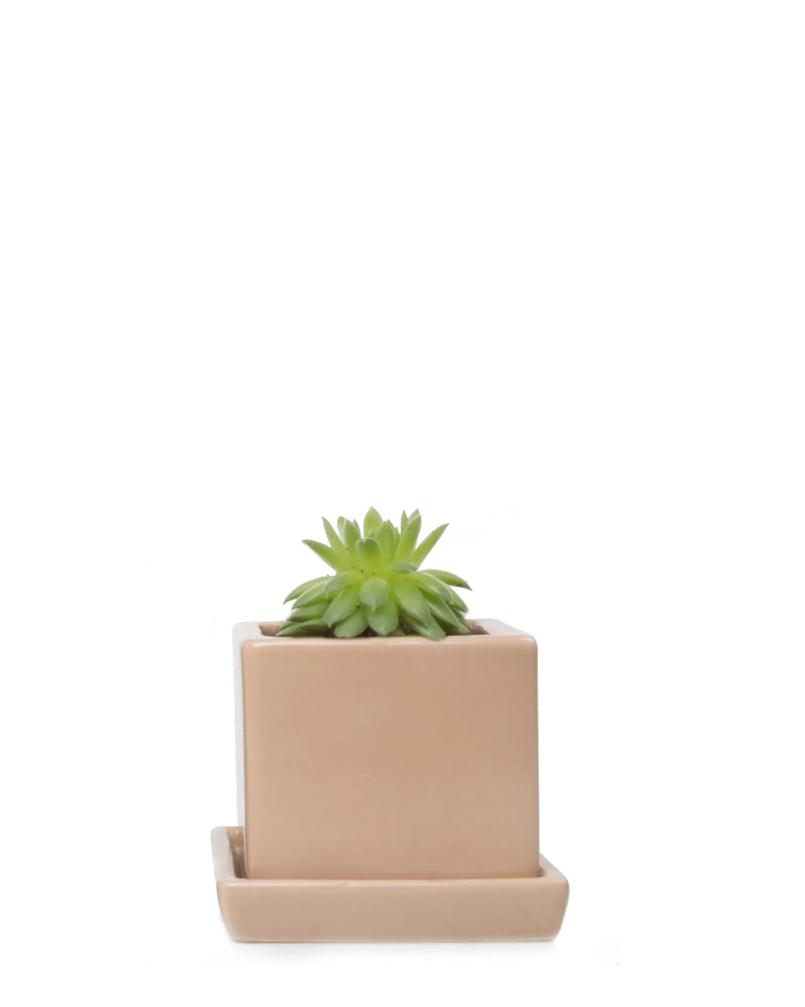 Chive Cube Saucer ceramic planter in glossy tan with a matching saucer, styled with a succulent.