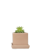 Chive Cube Saucer ceramic planter in glossy tan with a matching saucer, styled with a succulent.
