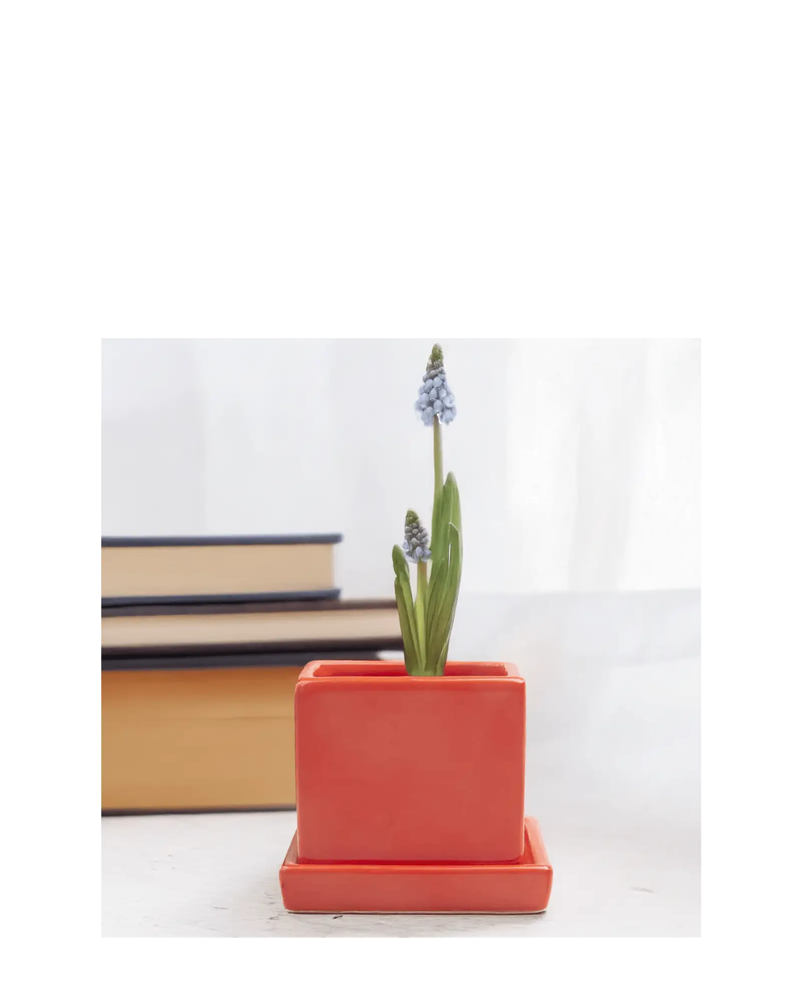 Chive Cube Saucer ceramic planter in glossy tomato red styled with a grape hyacinth beside stacked books.