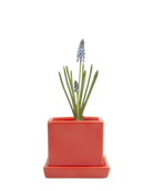 Chive Cube Saucer ceramic planter in glossy tomato red with a matching saucer and grape hyacinth.