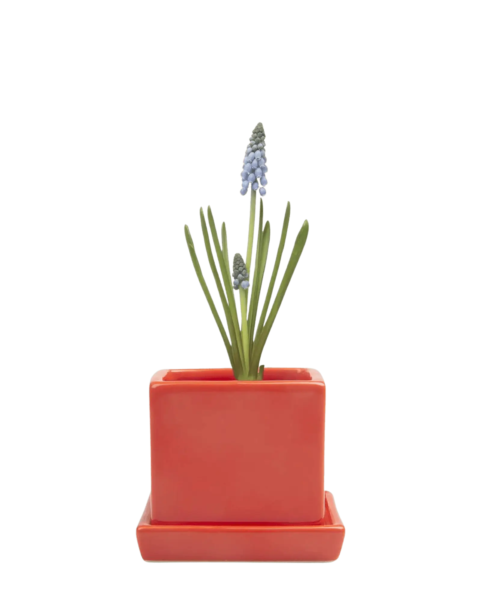 Chive Cube Saucer ceramic planter in glossy tomato red with a matching saucer and grape hyacinth.
