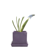 Chive Cube Saucer ceramic planter in glossy ultra violet purple with a matching saucer and grape hyacinth.