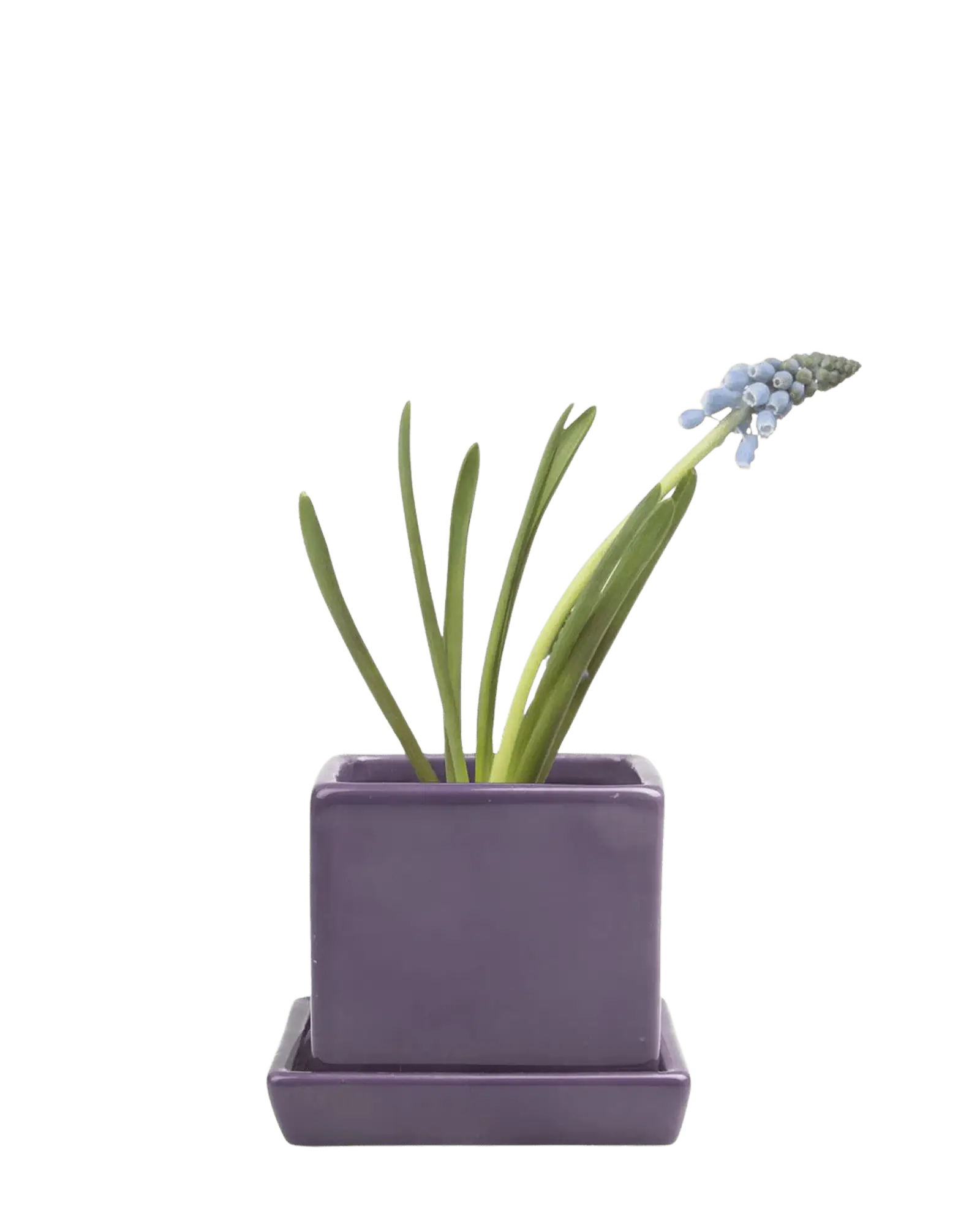 Chive Cube Saucer ceramic planter in glossy ultra violet purple with a matching saucer and grape hyacinth.