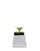 Chive Cube Saucer ceramic planter in matte white with a matching saucer, styled with a tiny seedling.