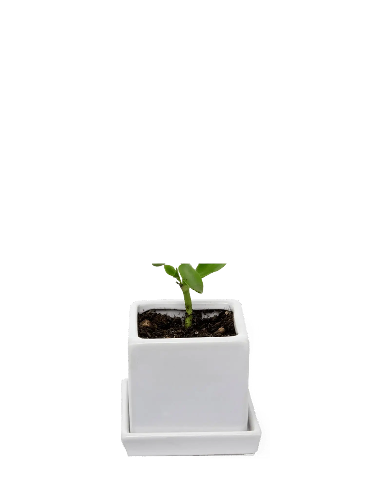 Chive Cube Saucer ceramic planter in matte white with a matching saucer, styled with a tiny seedling.