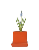 Chive Cube Saucer ceramic planter in glossy yam orange with a matching saucer, styled with a grape hyacinth.
