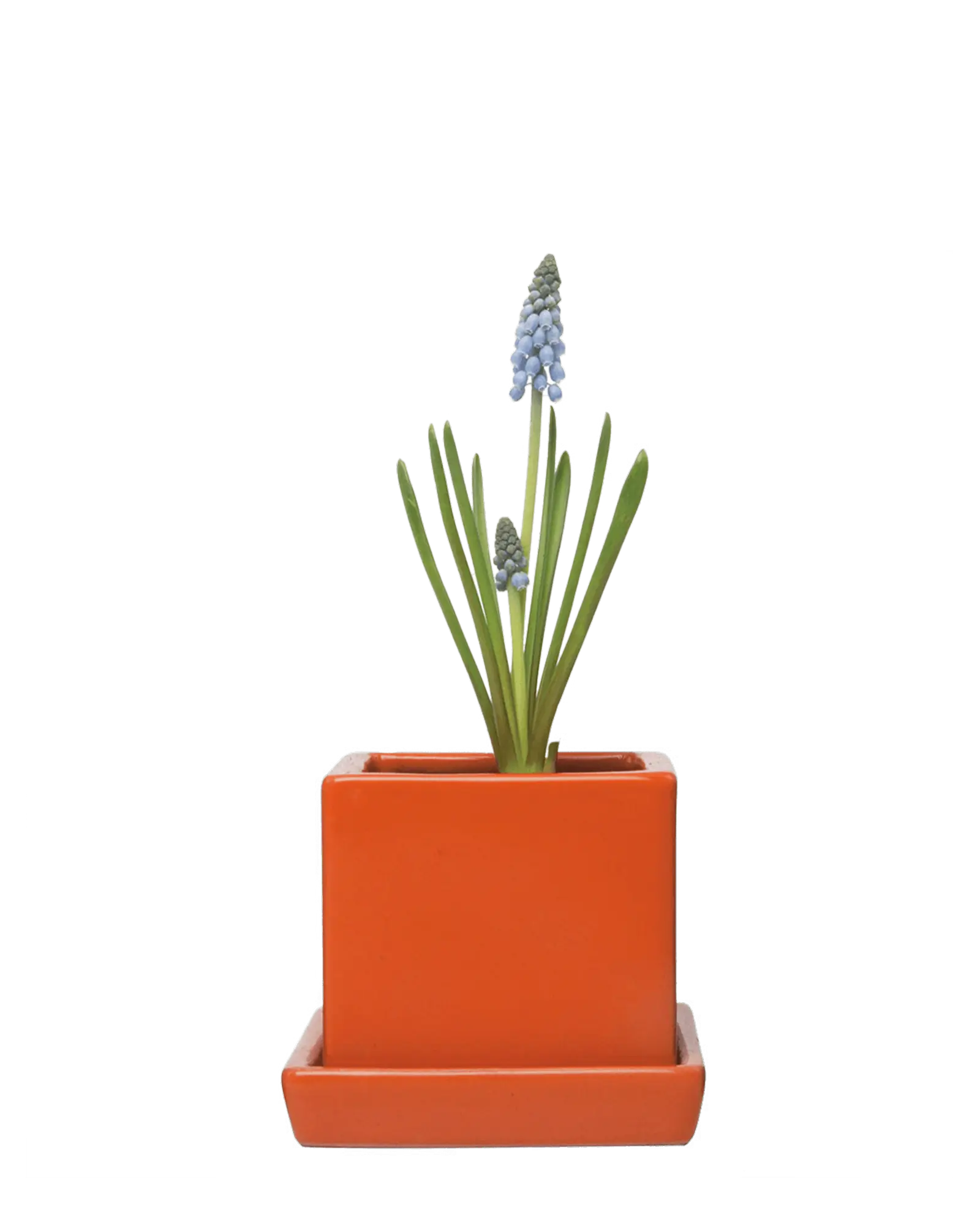 Chive Cube Saucer ceramic planter in glossy yam orange with a matching saucer, styled with a grape hyacinth.